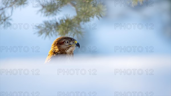 Steppe buzzard