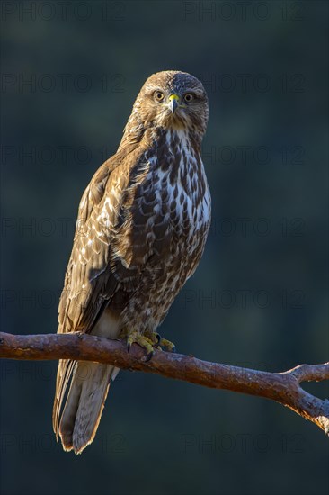 Steppe buzzard