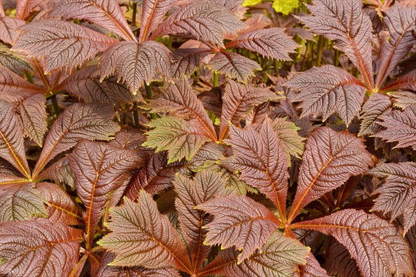 Rodgersia podophylla