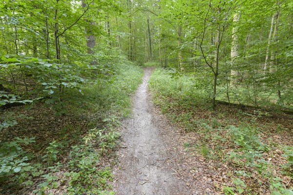 Forest path