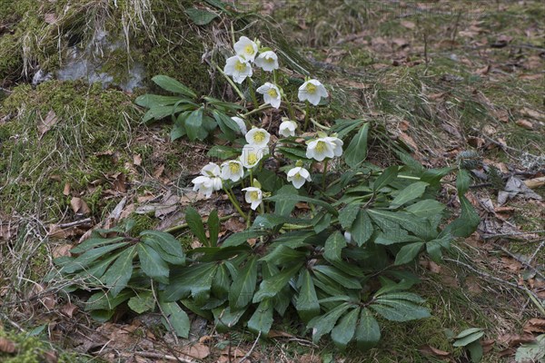 Helleborus niger