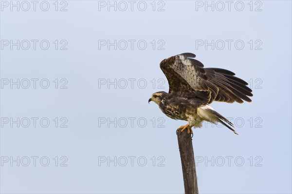 Snail kite