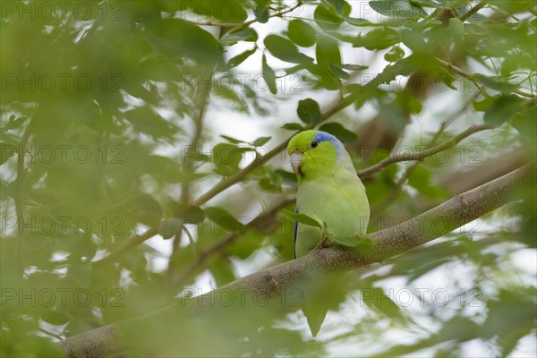 Pacific parrotlet