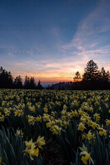 Wild daffodil