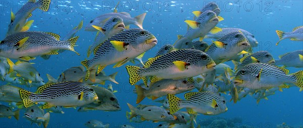 A school of Yellow Banded Sweetlips