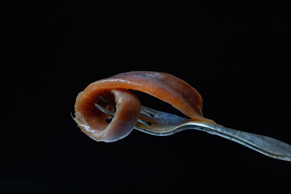 European anchovy