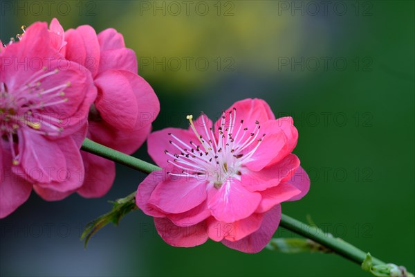 Japanese Ornamental Peach