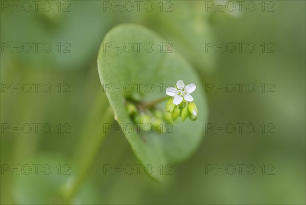 Miner's lettuce