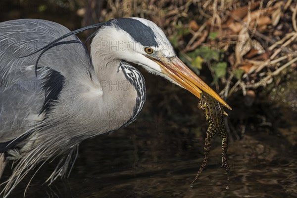 Grey heron