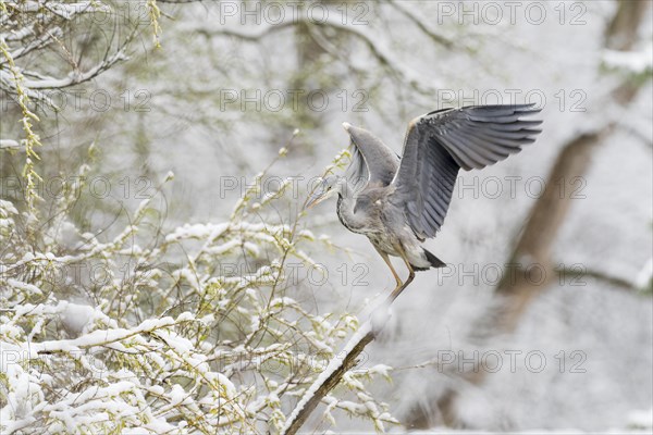 Grey heron