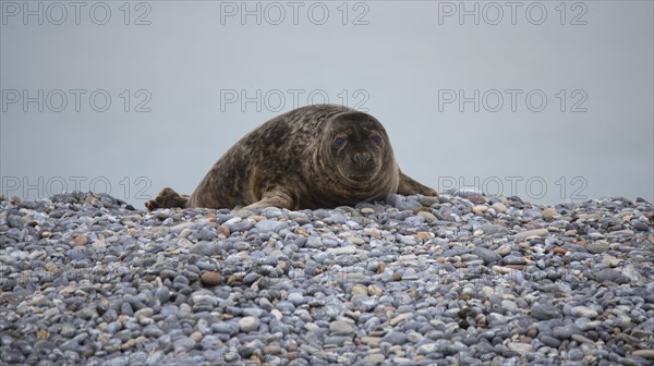 Grey seal