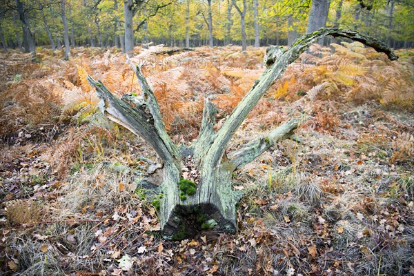 Deadwood structure in Diesfordter Wald
