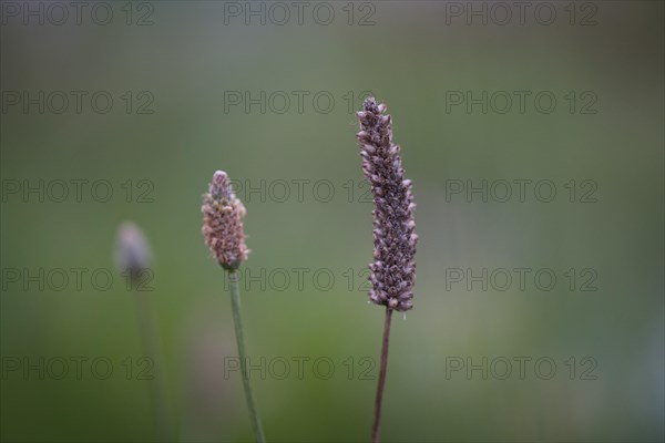 Ribwort plantain