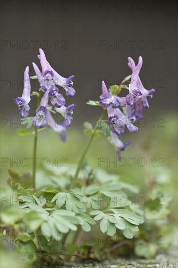 Fingered larkspur