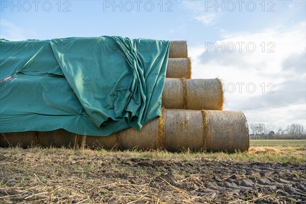 Straw bales stacked at the edge of the field after harvesting and protected from rain with a tarpaulin