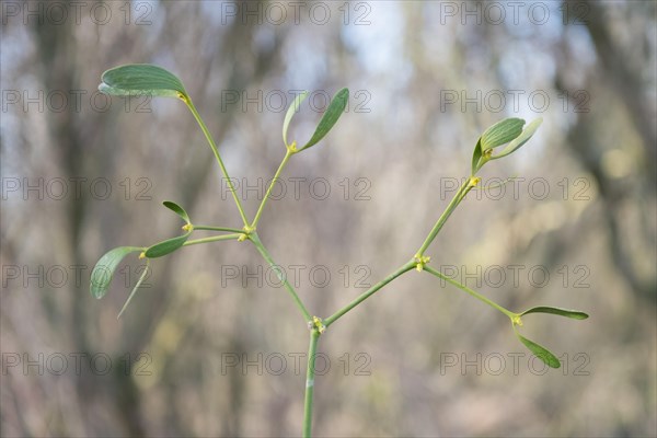 European mistletoe