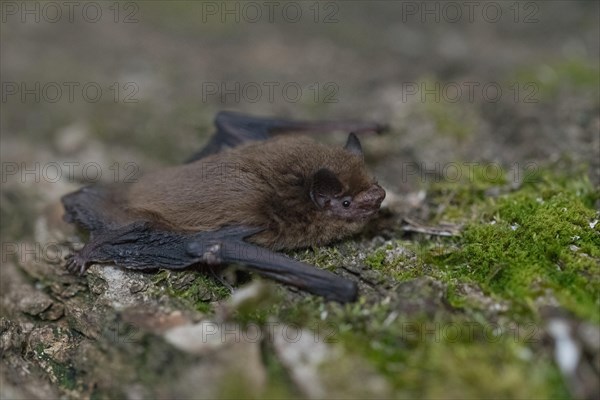 Common pipistrelle