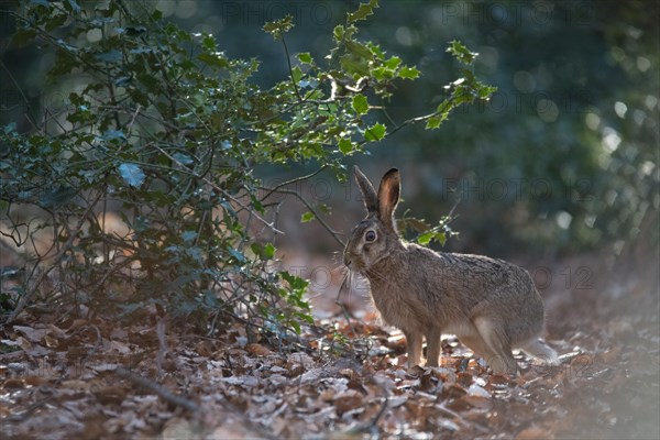 European hare