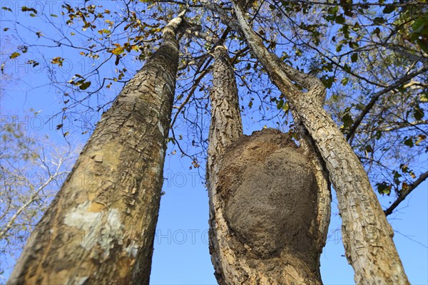 Ant nest in a branch fork