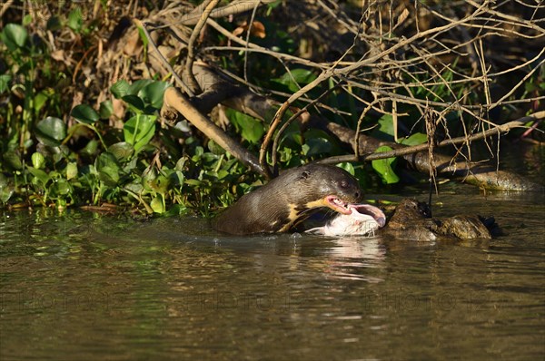 Giant otter