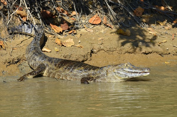 Resting yacare caiman