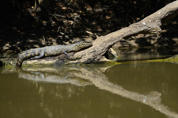 Resting yacare caiman