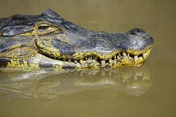 Swimming yacare caiman