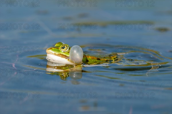 Marsh frog