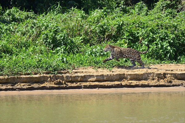 Leaping jaguar