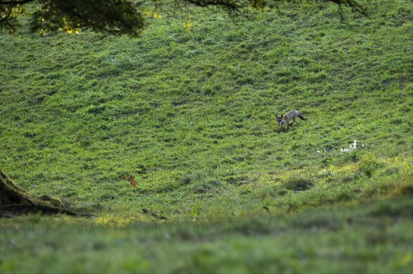 Red fox