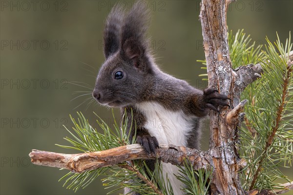 Eurasian red squirrel