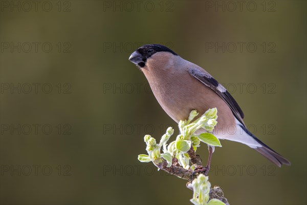 Bullfinch or eurasian bullfinch