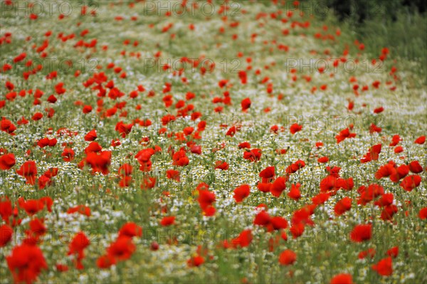 Field with corn poppy