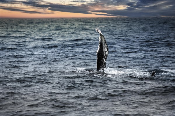 Pectoral fin of humpback whale