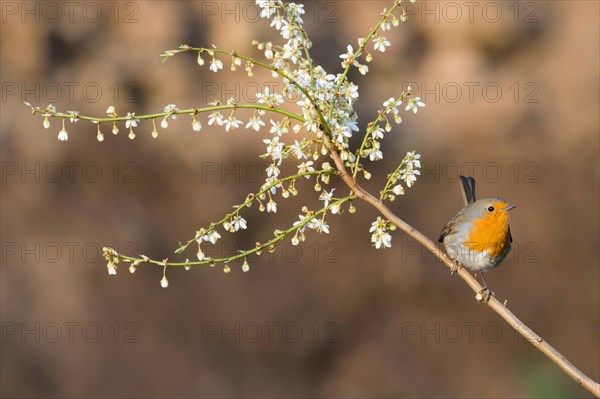 European robin