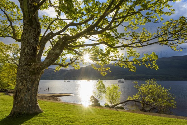 Maple tree on lake shore at sunrise in spring