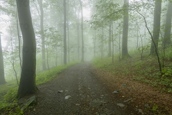 Path in mountain forest on a misty morning on mountain peak