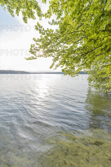 Lakeside in summer