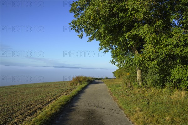 Path on the edge of the forest with fog in autumn