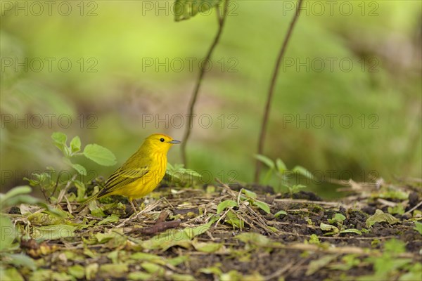 Yellow yellow warbler