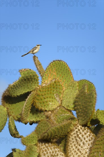 Galapagos mockingbird