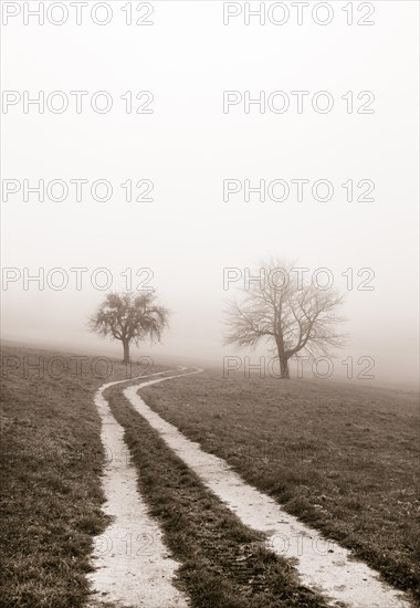 Field path leads through a mown meadow with bare fruit trees