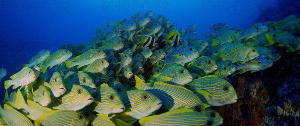 Very big school of Ribboned sweetlips