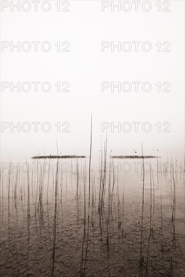 Reed belt on the lake shore in the morning mist
