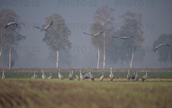 Common crane