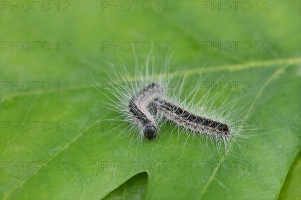 Oak processionary moth