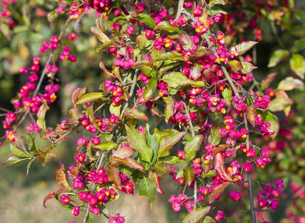 Common spindle tree