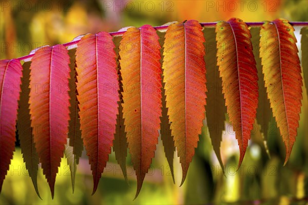 Leaf of the staghorn sumac