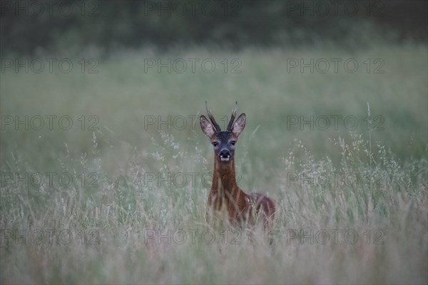 European roe deer