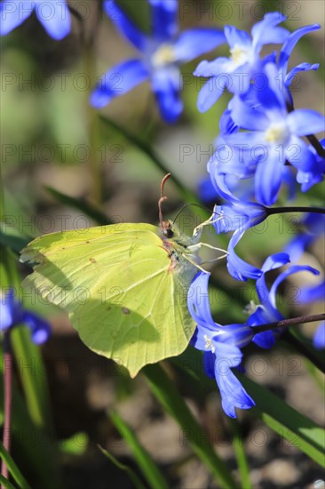 Brimstone